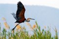 Chongwe-Reuze Reiger-9076