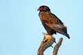 Old Mondoro-Bateleur-0513