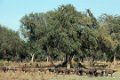 Old Mondoro-Buffels-0854