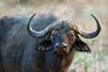 Old Mondoro-Buffels-9805