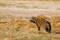 Old Mondoro-Civet-0214