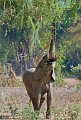 Old Mondoro-Olifant-0328
