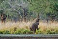 Old Mondoro-Olifant-0750