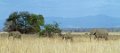Old Mondoro-Olifant-9912