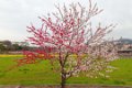 Japan2482 Fietstocht