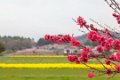 Japan2483 Fietstocht