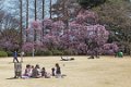 Japan1099 Shinjuku gyoen
