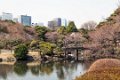Japan1108 Shinjuku gyoen