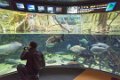 Japan4233_Aquarium Osaka