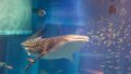 Japan4246_Aquarium Osaka