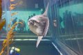 Japan4267_Aquarium Osaka