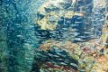 Japan4271_Aquarium Osaka