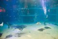 Japan4276_Aquarium Osaka