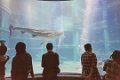 Japan4289_Aquarium Osaka