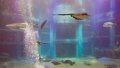 Japan4292_Aquarium Osaka