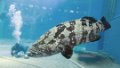 Japan4301_Aquarium Osaka