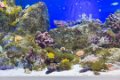 Japan4340_Aquarium Osaka