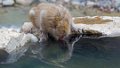 Japan3113_Monkeypark