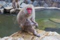 Japan3116_Monkeypark