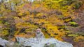 Japan3123_Monkeypark