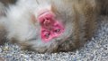Japan3132_Monkeypark