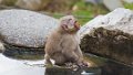 Japan3150_Monkeypark