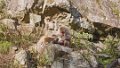 Japan3153_Monkeypark