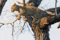 Londolozi_Canon EOS 5D Mark III_0736