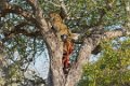 Londolozi_Canon EOS 5D Mark III_0795