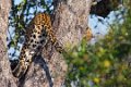Londolozi_Canon EOS 5D Mark III_0800