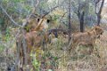 Londolozi_Canon EOS 5D Mark III_0823