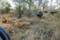 Londolozi_Canon EOS 5D Mark III_0843