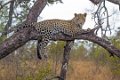 Londolozi_Canon EOS 5D Mark III_0893
