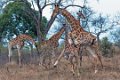 Londolozi_Canon EOS 5D Mark III_0925