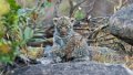 Londolozi_Canon EOS 5D Mark III_0946