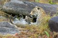 Londolozi_Canon EOS 5D Mark III_1007