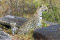 Londolozi_Canon EOS 5D Mark III_1020