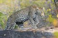 Londolozi_Canon EOS 5D Mark III_1034