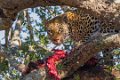 Londolozi_Canon EOS 7D_1601