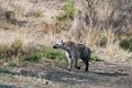 Londolozi_Canon EOS 7D_1676