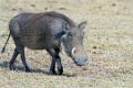 Londolozi_Canon EOS 7D_1711