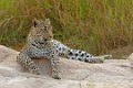 Londolozi_Canon EOS 7D_1753