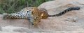 Londolozi_Canon EOS 7D_1774