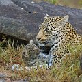 Londolozi_Canon EOS 7D_1935