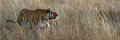 Tiger Canyon_Canon EOS 5D Mark III_0674