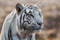 Tiger Canyon_Canon EOS 7D_1039