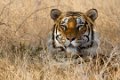 Tiger Canyon_Canon EOS 7D_1095