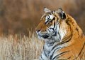 Tiger Canyon_Canon EOS 7D_1372