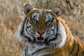 Tiger Canyon_Canon EOS 7D_1442