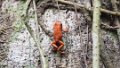 0491_Strawberry Poison Dart Frog